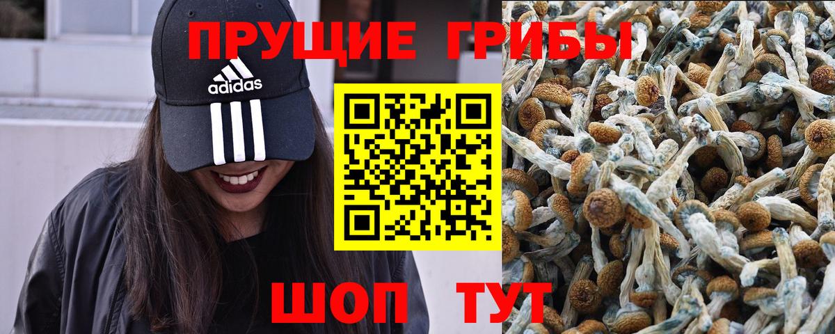 Галлюциногенные грибы Psilocybine cubensis  Вход с VPN  Кувандык 